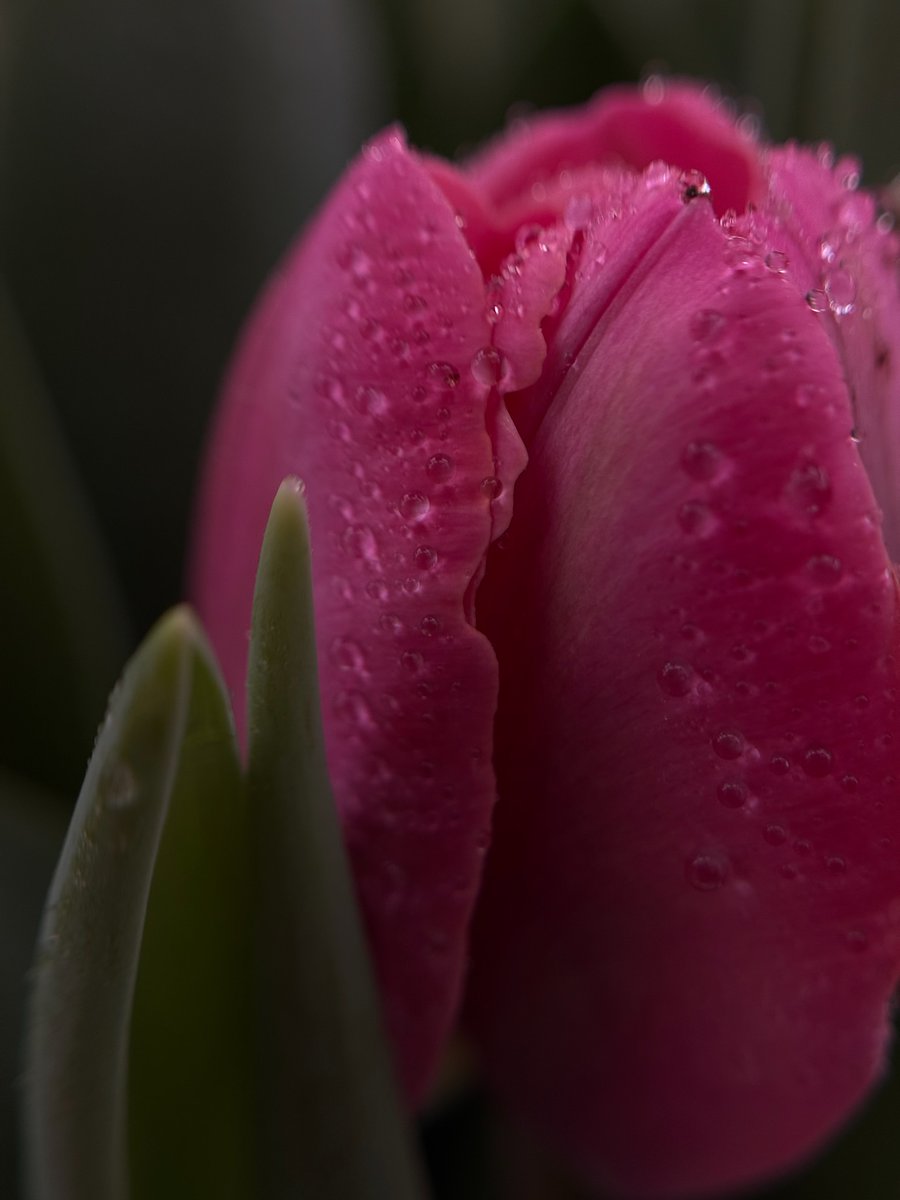 Purely Green tweet media