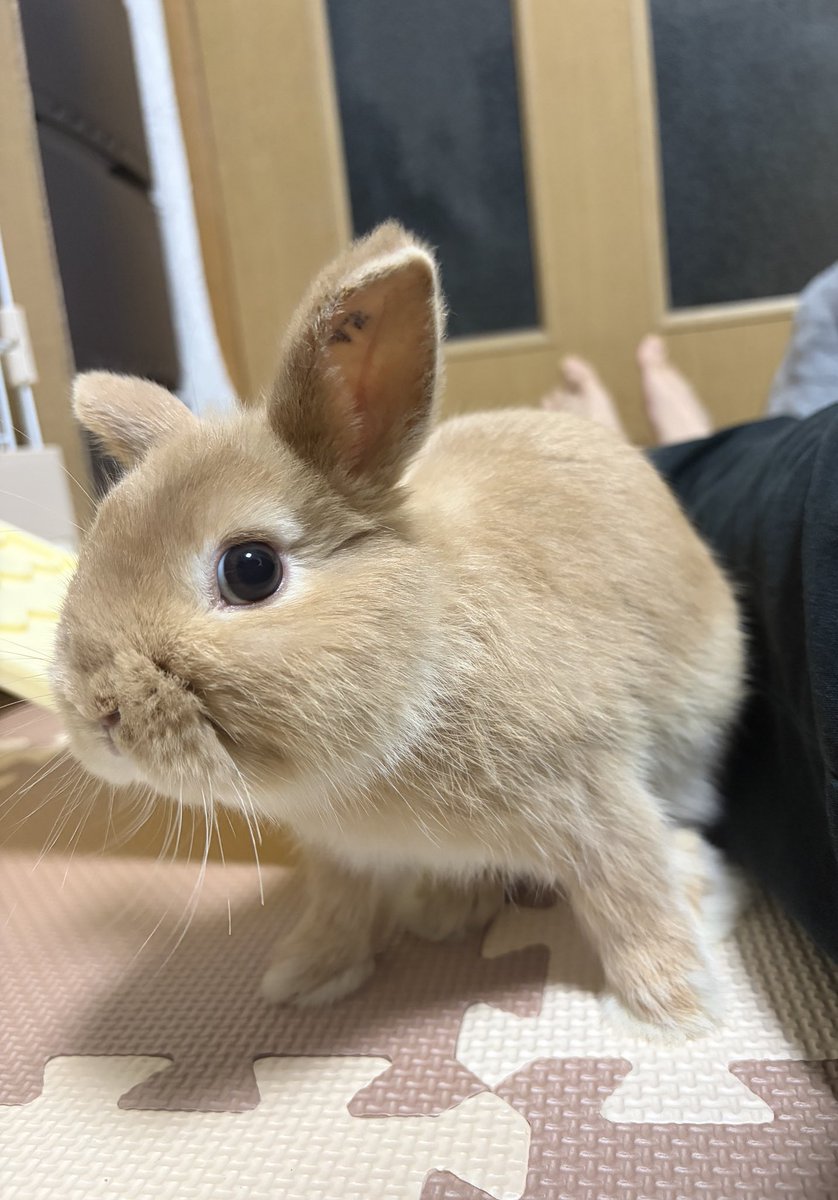 どうも
ジョイントマットホリホリ星人です🐰