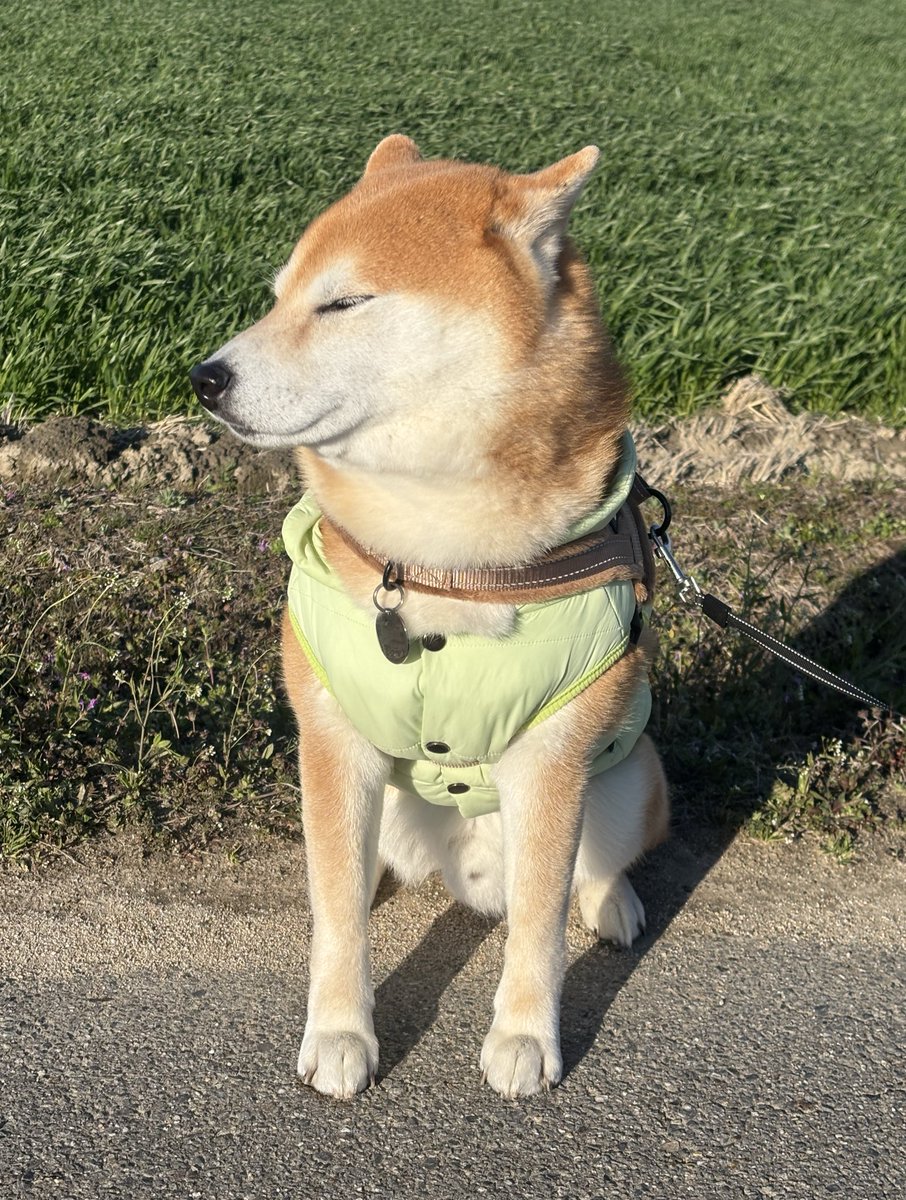 しばわんこ (@48dogchat1mame2) / Posts / X