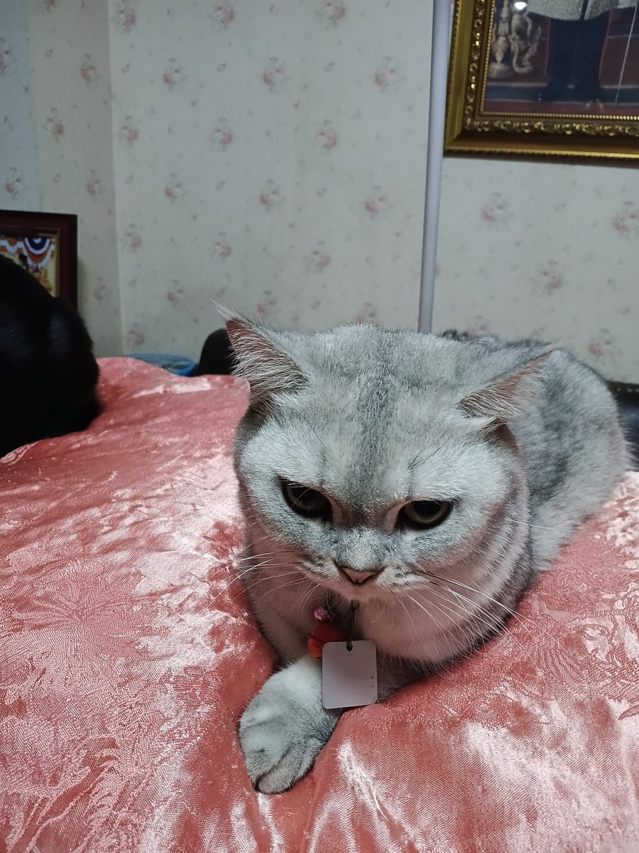 mlmlmlpl_'s tweet photo. ซิการ์พร้อมไหมอ้วม!!!😾

#ThomasKong #โทมัสก้อง 
#โทโร่อาหารแมวของคนเจนใหม่ #PetUs https://t.co/ayqYIAJycx