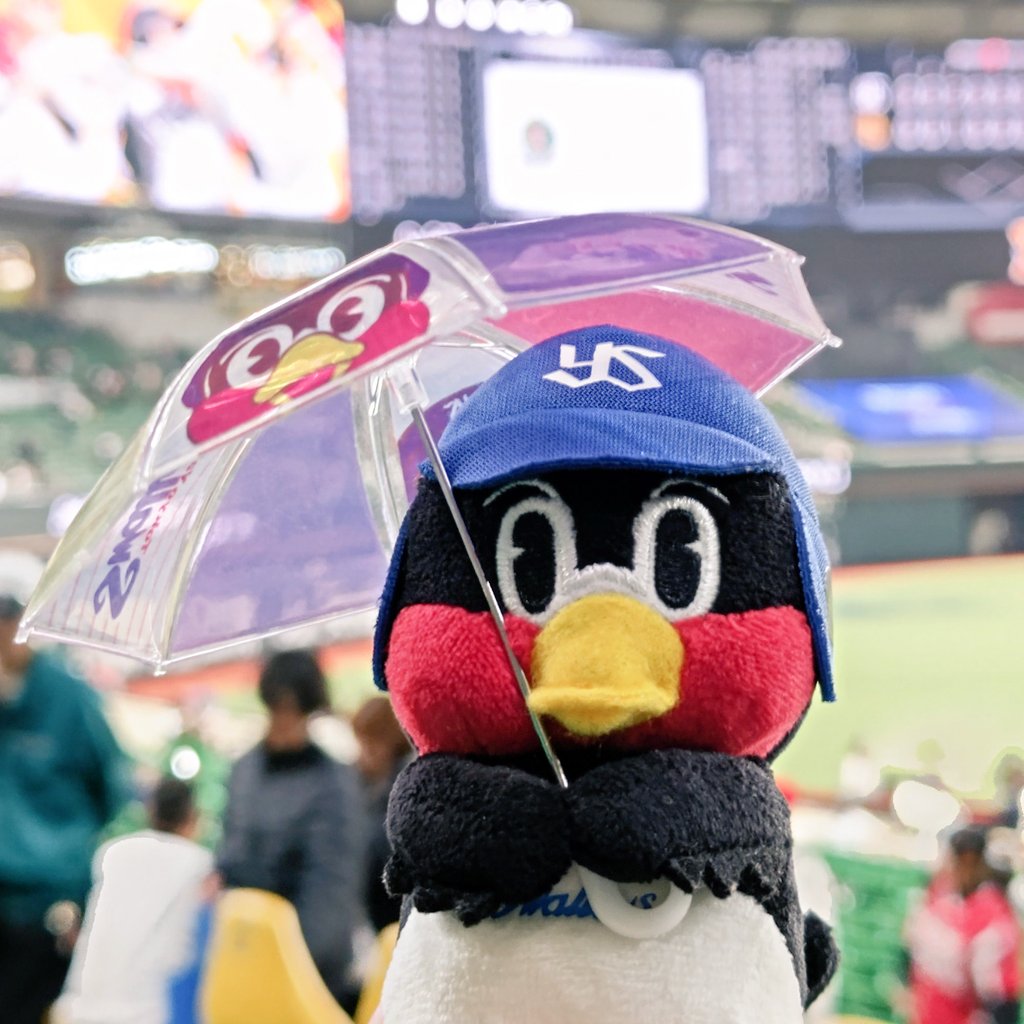 ma_hyan's tweet photo. 球春到来⚾️
すわほー✨️☂️✨️🙌✨️🎶

#swallows
#東京ヤクルトスワローズ https://t.co/92DZQxLzDG