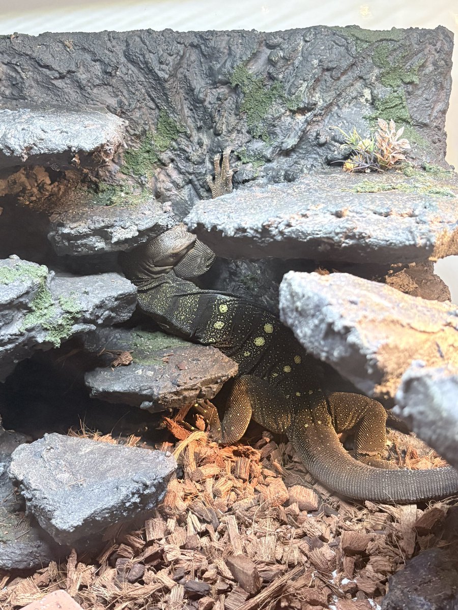 ともえ屋【爬虫類用品制作】 (@Iy0aAILRggs1XgM) / Posts / X