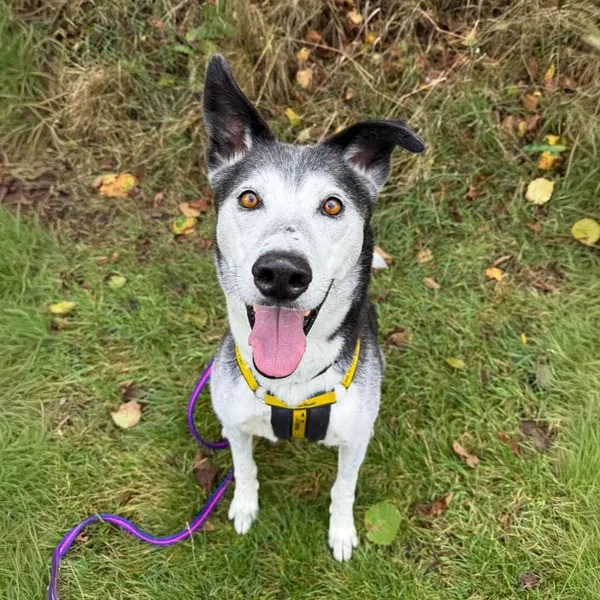 Dogs Trust 💛🐶 tweet media