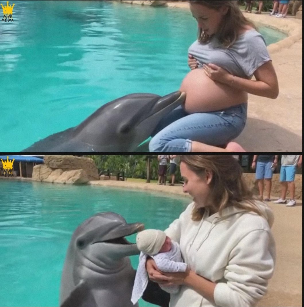 A dolphin wouldn't stop “checking" her belly on vacation, and a doctor later said it may have saved two lives.

Lena was eight months pregnant and spending a quiet week at a resort, and the highlight of her trip was a supervised dolphin encounter where the animals gently swam up