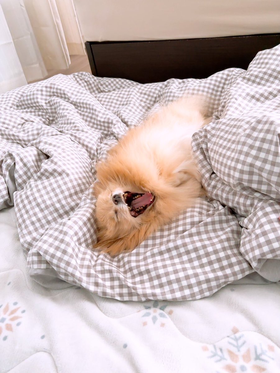 あぐ(8)うに(3)🐾🐾 tweet media