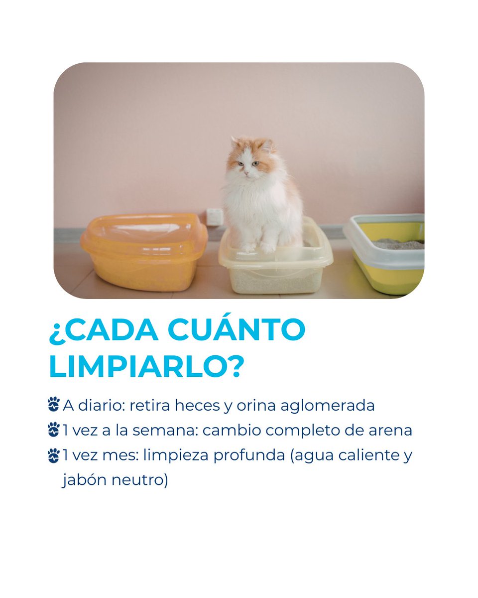 Kivet_'s tweet photo. 🐱🚽 El arenero importa más de lo que crees
Un arenero sucio o mal ubicado puede generar estrés y problemas de comportamiento. 
👉 Desliza y descubre
🕒 Cada cuánto limpiarlo
🐾 3 trucos para gatos exigentes 
#Kivet #Gatos #Arenero https://t.co/OK5Jkbt4N4