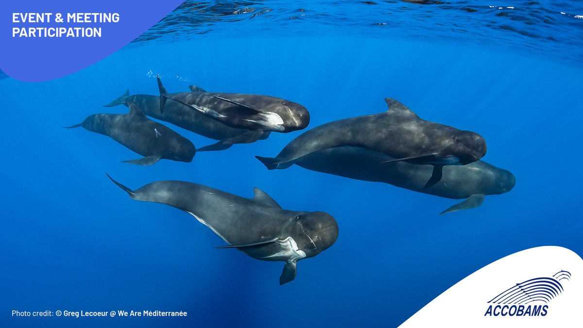 ACCOBAMS tweet media