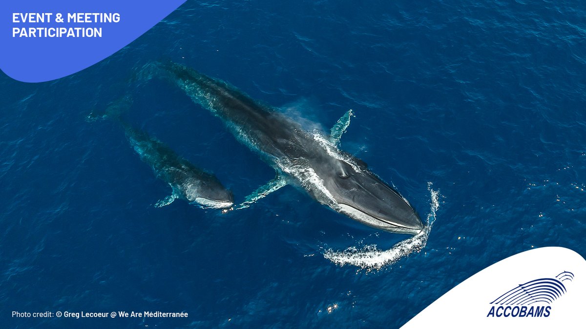 ACCOBAMS tweet media