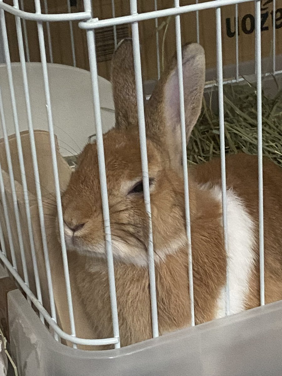 へー？ボクを置いて仕事行くんだ？のお顔w

#アニコム  #うさぎのかわいさ広め隊2026