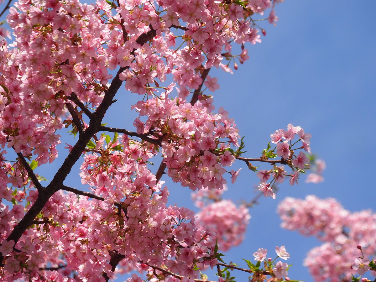 「昨日紹介した濃い緋色で早咲きの寒緋桜と、白い大輪の大島桜との自然交雑品種とされる」|日高トモキチ@暖機運転中のイラスト