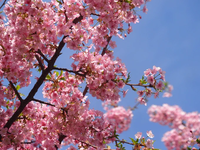 昨日紹介した濃い緋色で早咲きの寒緋桜と、白い大輪の大島桜との自然交雑品種とされる河津桜。絵に描いたような良いとこ取りで、あちこちに植えられてはひと足先に早春の彩りを楽しませてくれる。3月5日。