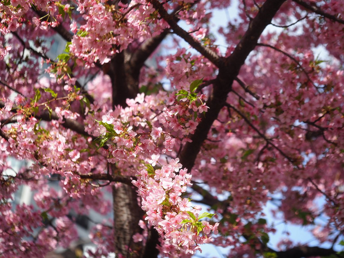 「昨日紹介した濃い緋色で早咲きの寒緋桜と、白い大輪の大島桜との自然交雑品種とされる」|日高トモキチ@暖機運転中のイラスト