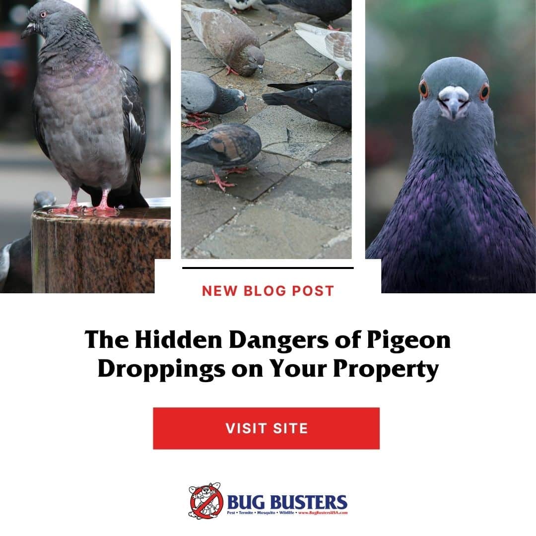 Bug Busters, Inc. tweet media