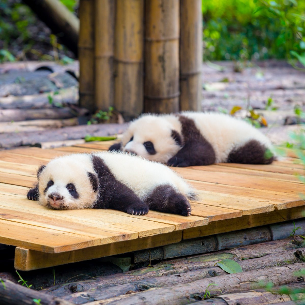 AnimalPlanet's tweet image. "We heard you...we're still not getting up" 

📸: Kiszon Pascal

#panda #wildlife