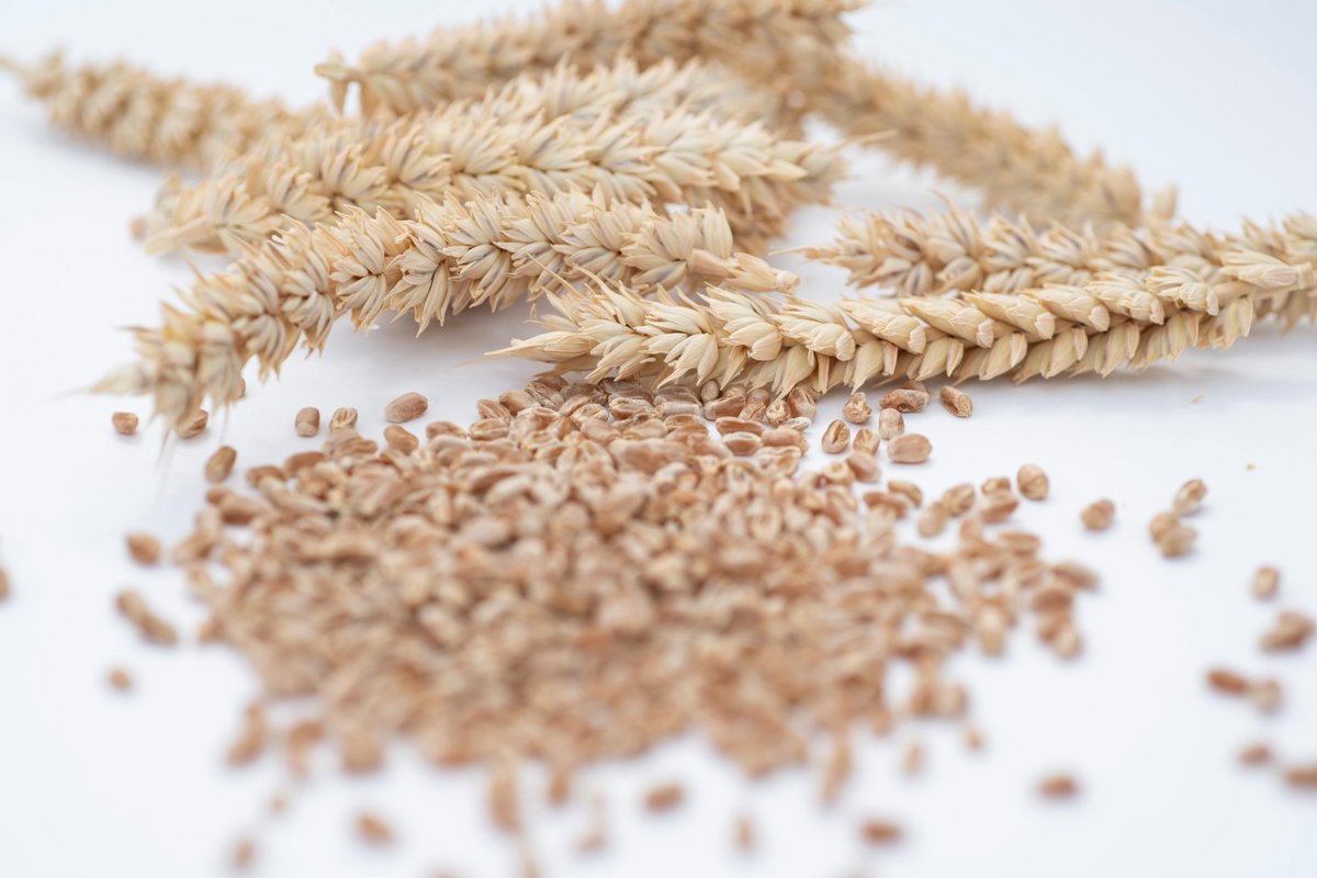 Rothamsted Research tweet media