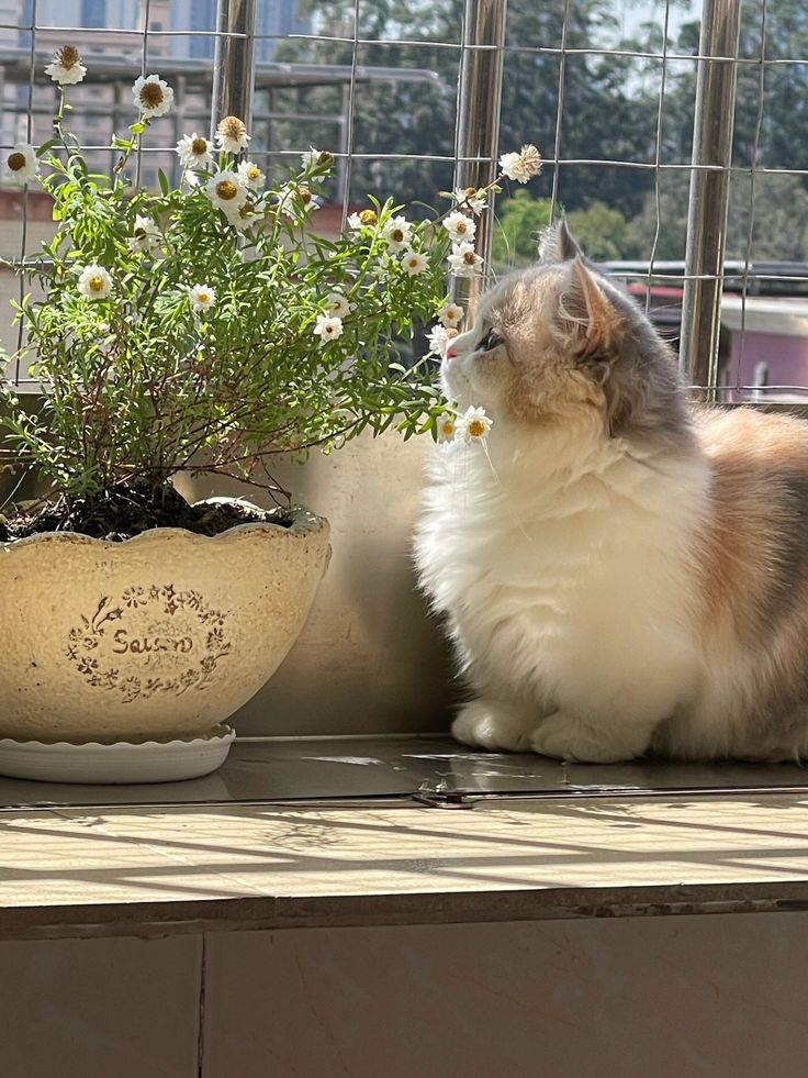 Purely Green tweet media