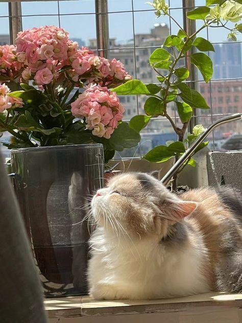 Purely Green tweet media