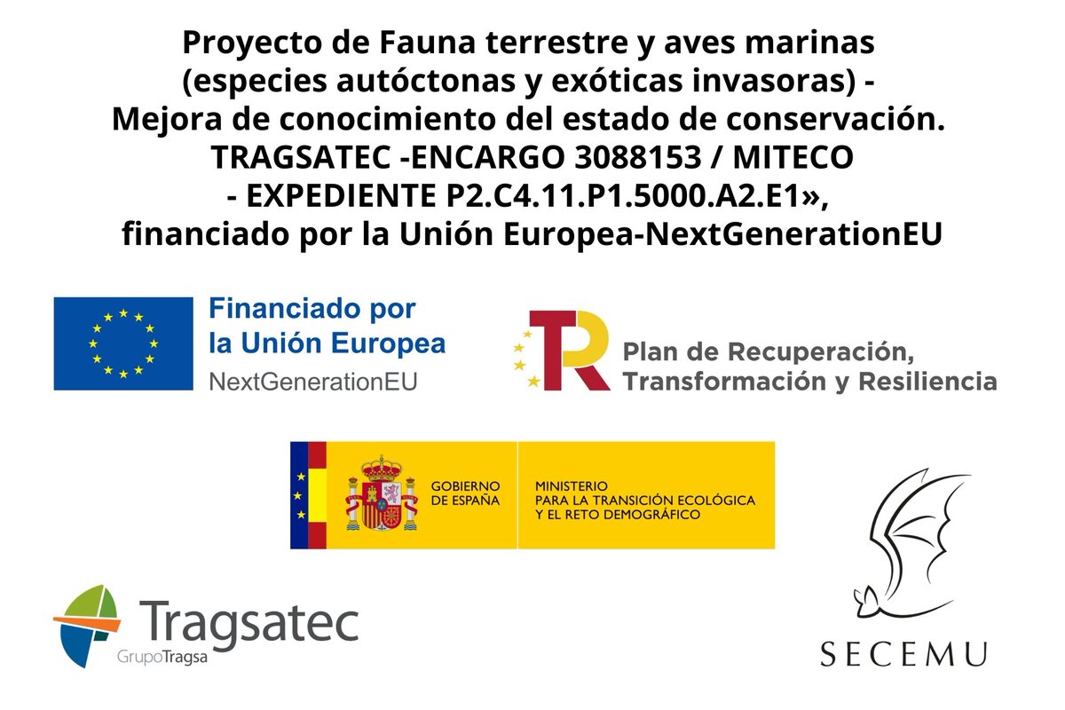 SECEMU_'s tweet photo. #secemu #secemudivulga #atlas_secemu #atlas_murcielagos
#seguimiento_quiropteros #murcielagos
@mitecogob @SECEMU_ #seguimientodefauna #proyecto3088153 #miteco #tragsatec #atlas_miteco #nextgenerationEU https://t.co/1rzDCQEVZ9