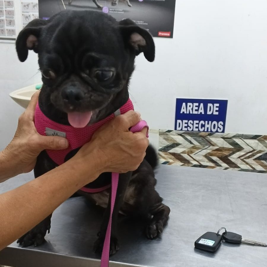 #ENCONTRADA #GUAYAQUIL
Fecha: 03-03-26
Sector: Sur, 22 y Cristóbal Colón
Sexo: Hembra
Raza: Pug
Obsv: Color negro, ojitos grandes
Contacto: 0991099972
¡Ayúdala a volver con su familia!
#AlertaMePerdí