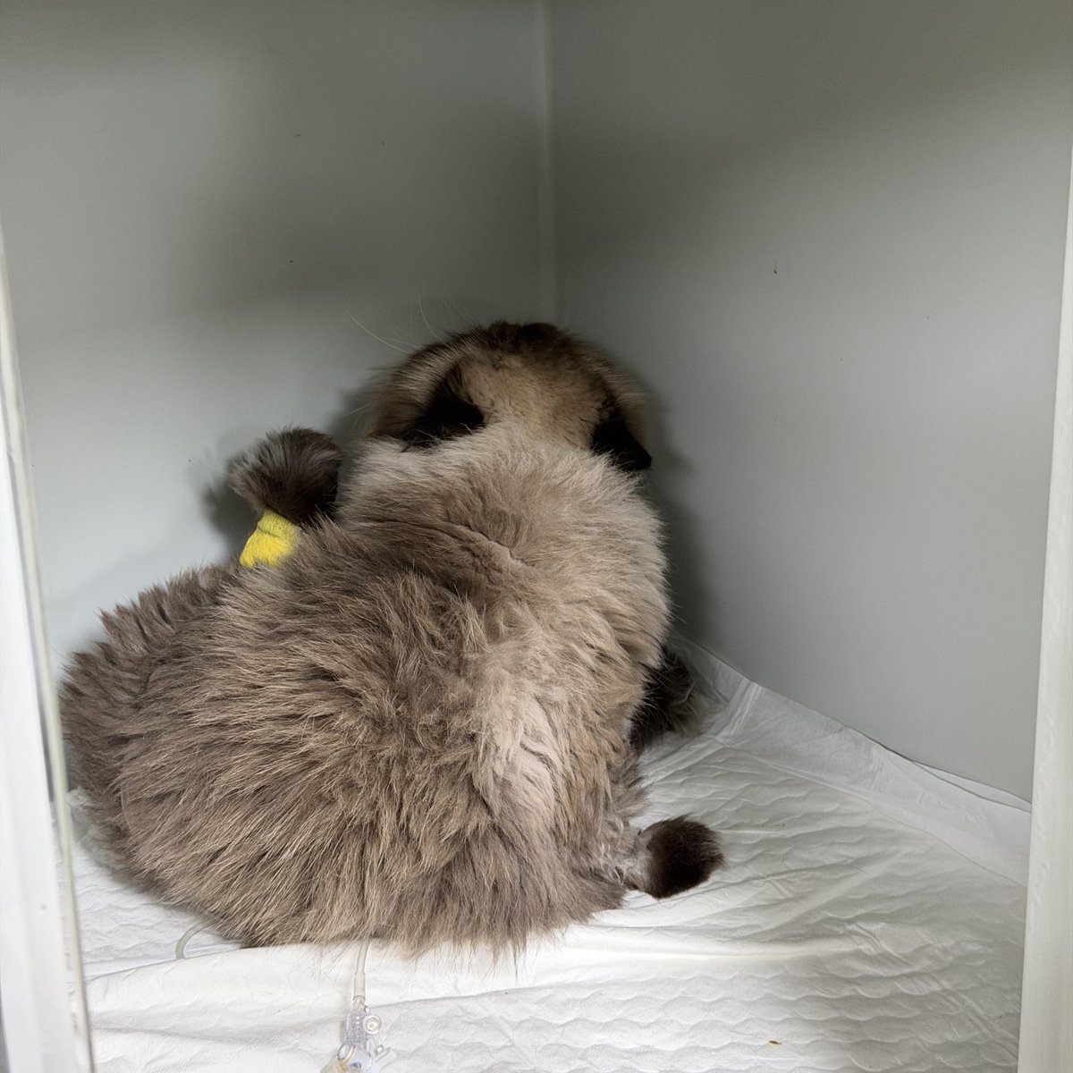 หมอ:น้องเขาอ้อนมากๆเลยนะครับ
นี่:👁️👄👁️(หมอเขาหมายถึงแมวกุจริงๆปะวะ)