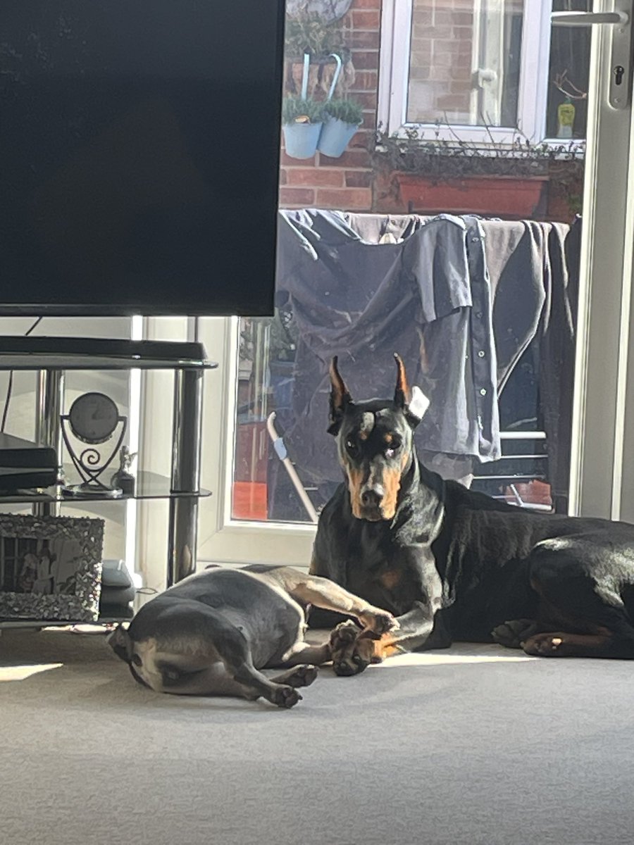 pat lappin tweet media