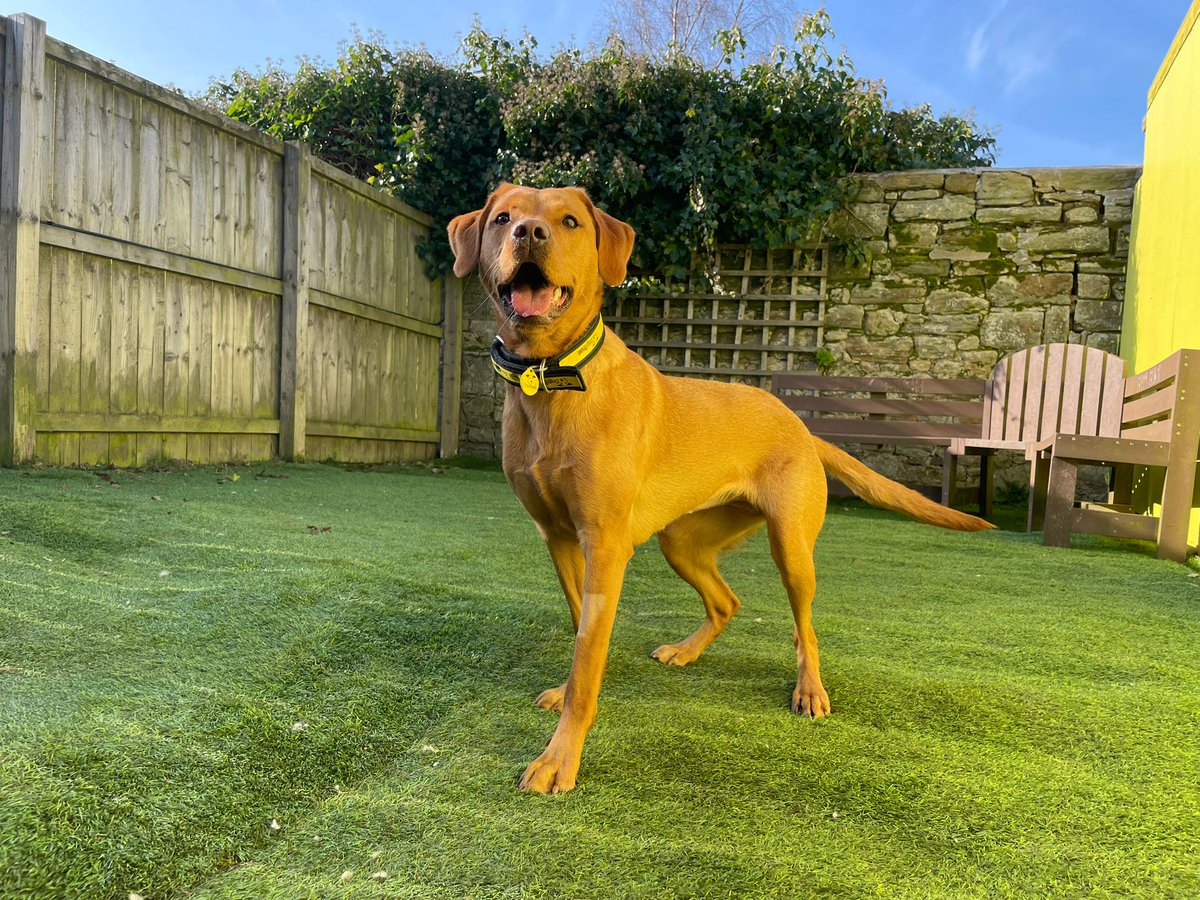 Say hello to our gorgeous Peanut! She is as sweet as a but and is looking for a family that can give her the time she deserves!🥜 

If you are looking for a caring and loving companion who enjoys little walks and a snuggle on the sofa, Peanut is your girl!

Peanut will need to