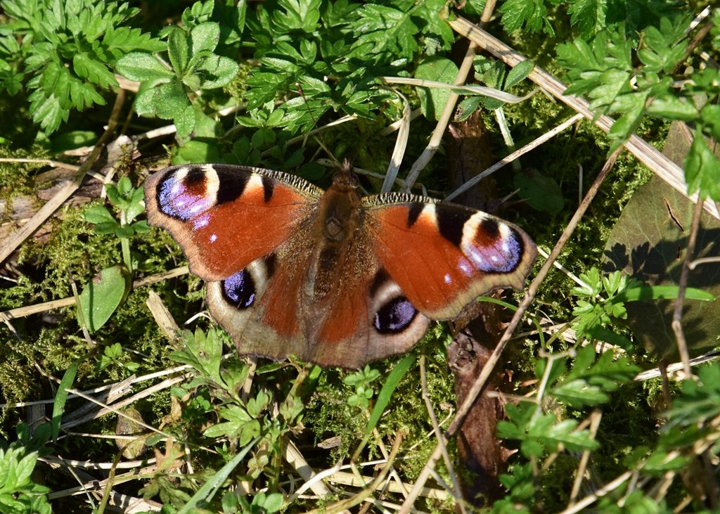 Neil Freeman tweet media