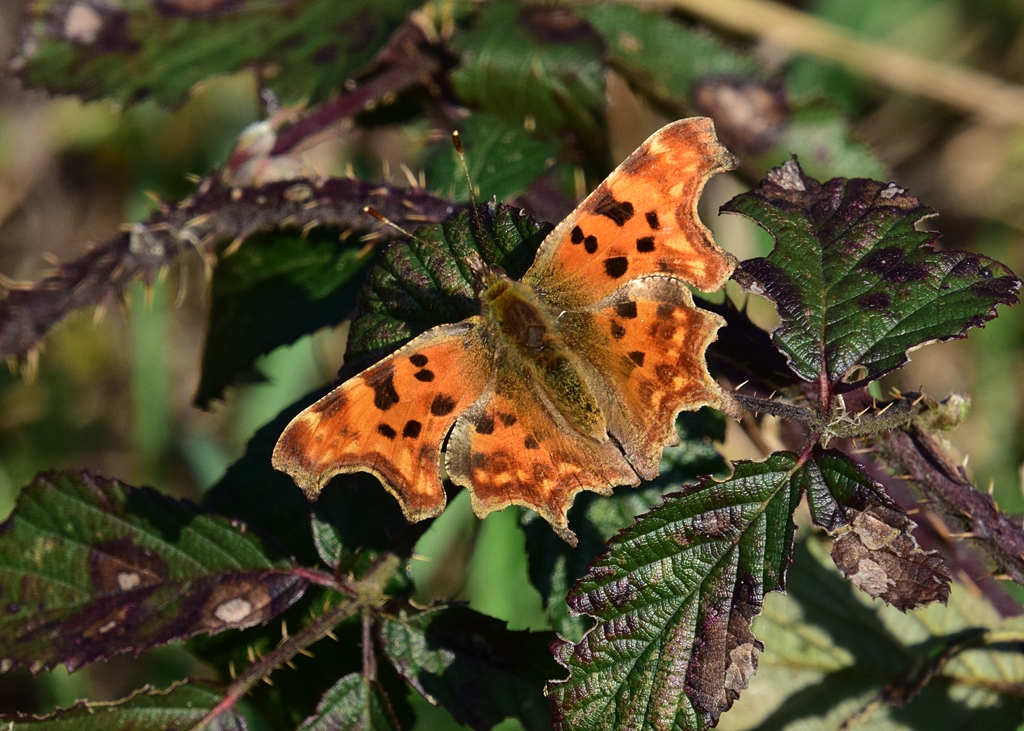 Neil Freeman tweet media