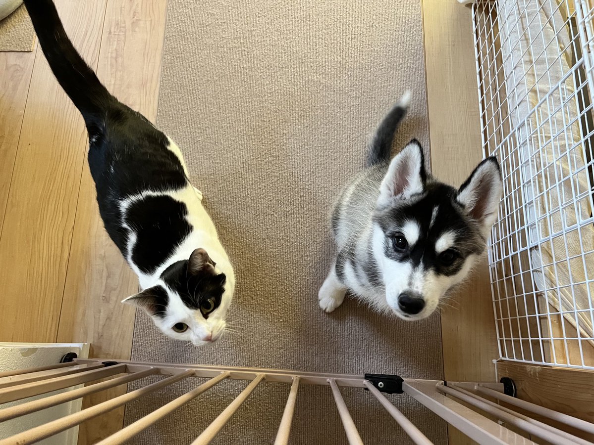 猫と同じ大きさの子犬がかわいいと言っていただけてるのでお気に入りを再びポストしますね。かわいいよね。
でっかくなってもかわいいんだなこれが。