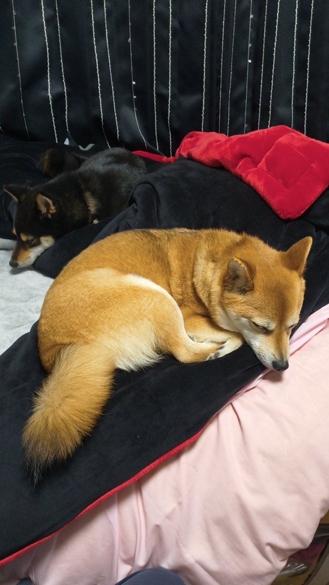 ren_SoCute's tweet photo. おやすみなさいなのよ。

主:主の寝るところは…(´･ω･`)？

#柴犬　#豆柴　#小豆柴 https://t.co/t5InRyTmzz