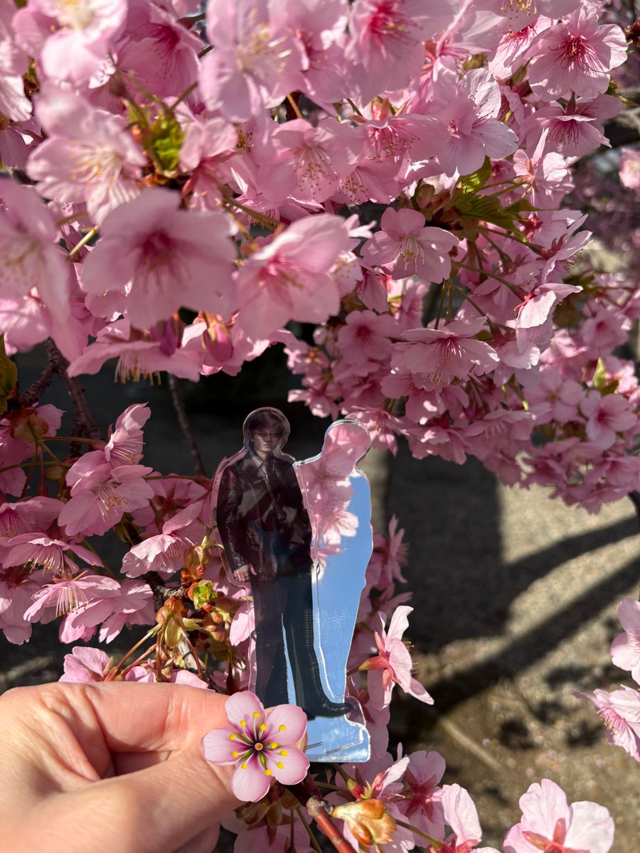 akkosan1625's tweet photo. 剛さん 河津桜綺麗ですね
#GALAXYGO
#綾野ギャラクシー剛と https://t.co/tm910ix4a3