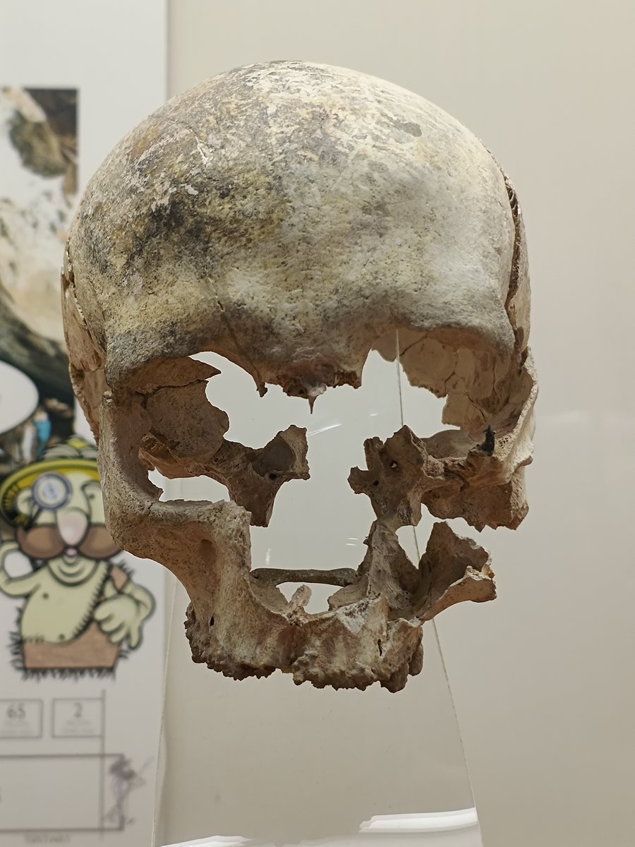 Torquay Museum tweet media