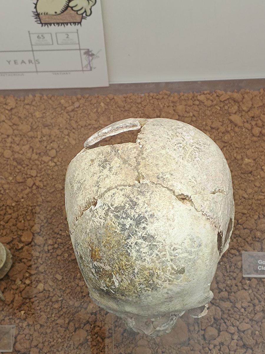 Torquay Museum tweet media