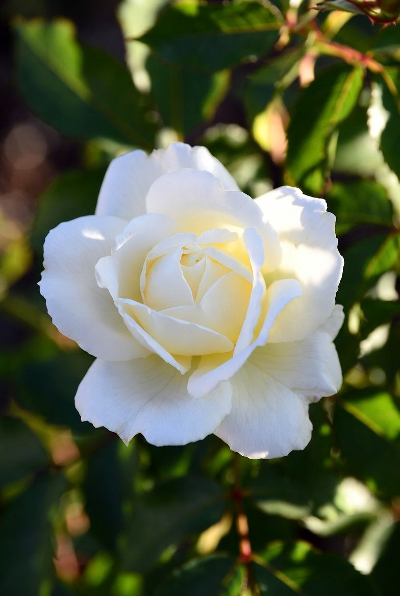 BelinakiD's tweet image. “There is simply the rose; it is perfect in every moment of its existence.”
– Ralph Waldo Emerson
#Rosewednesday #whiterose #purity #innocence #loyalty #devotion #NewBeginnings