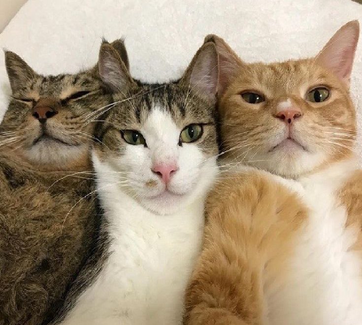 salsa 🕊️ | Typhoon family tweet media