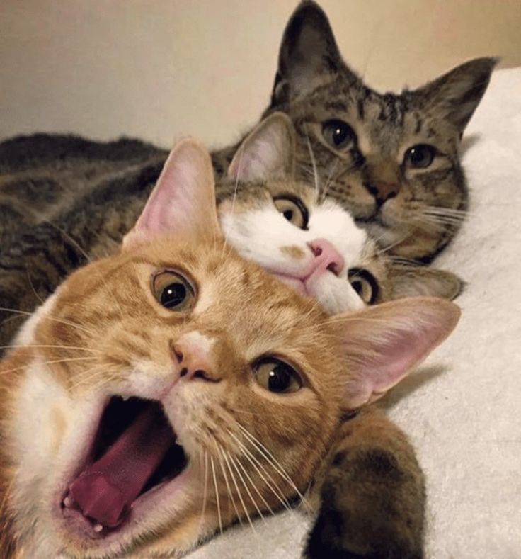 salsa 🕊️ | Typhoon family tweet media