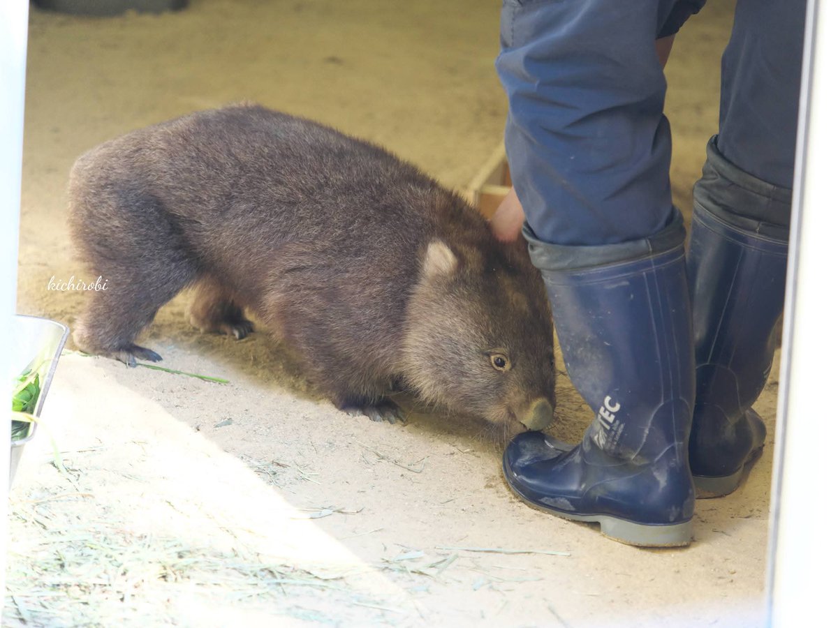 kikichirobin's tweet image. 長靴ください

　#コウ　#コウくん　#kou　#ko #コウ君大好き　#ありがとうコウ君　#五月山動物園 　#池田市　#ウォンバット　　#wombat　#wombatlove　 #satsukiyamazoo