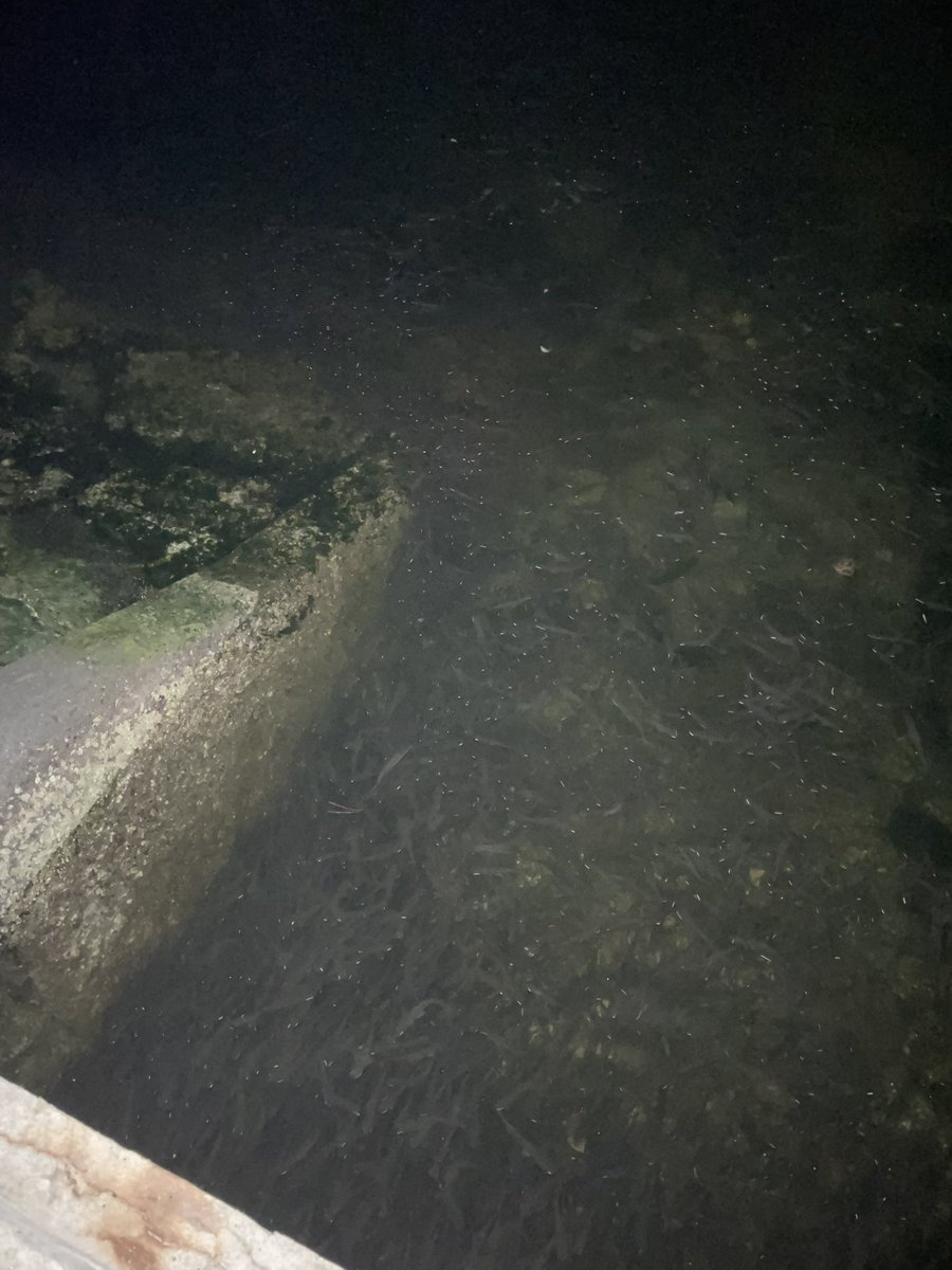 イナッコは大量にいるのに…
釣れない🫦
#シーバス