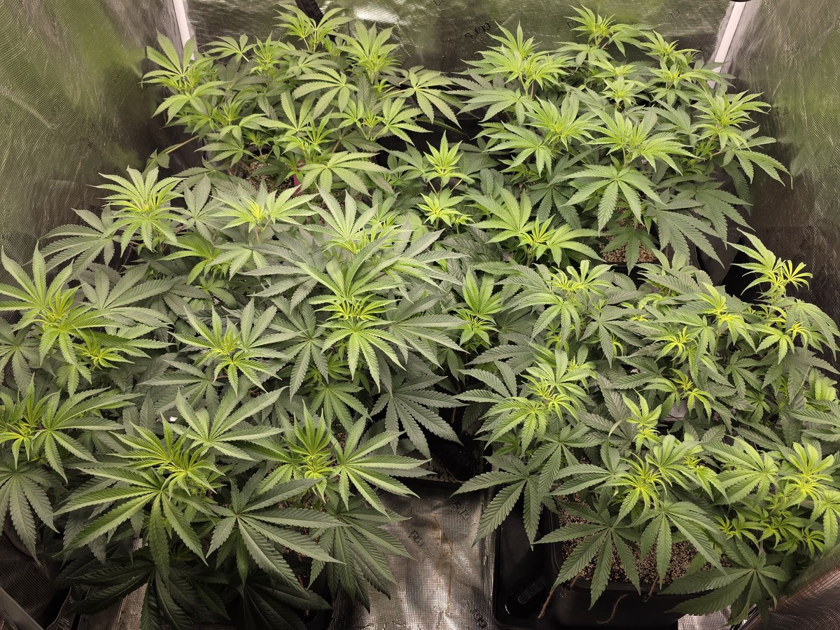 Loupey Gardener tweet media