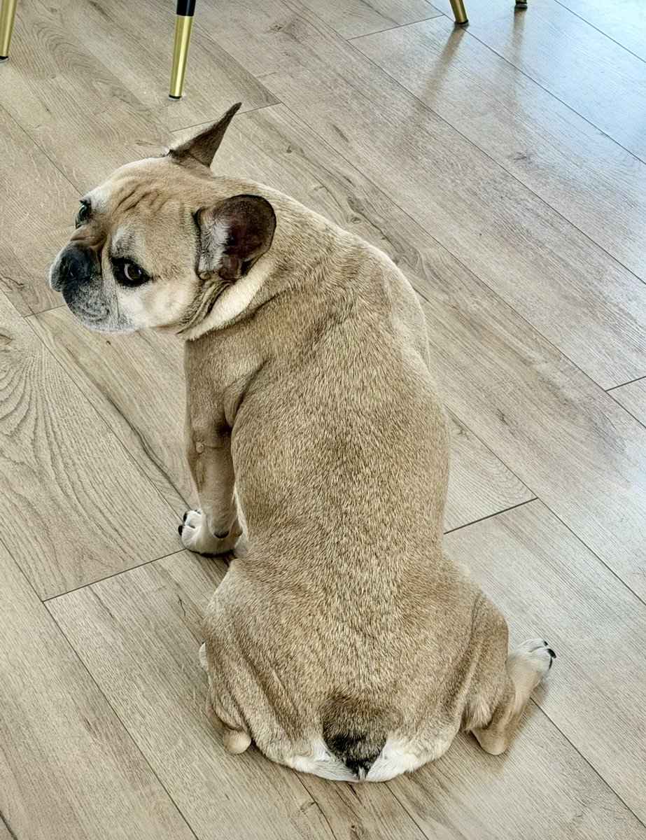 elittesport's tweet image. Franču buldogu četras sēdēšanas pozas. #frenchies