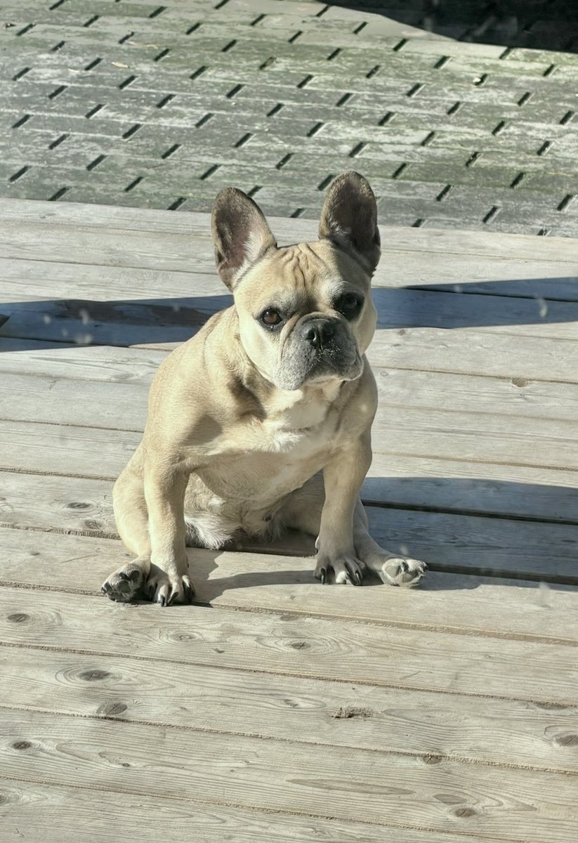 elittesport's tweet image. Franču buldogu četras sēdēšanas pozas. #frenchies