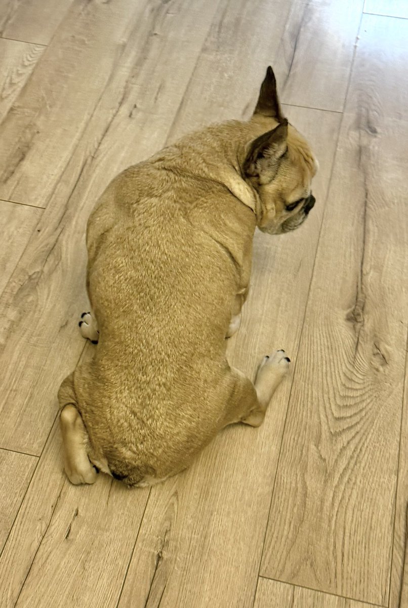 elittesport's tweet image. Franču buldogu četras sēdēšanas pozas. #frenchies