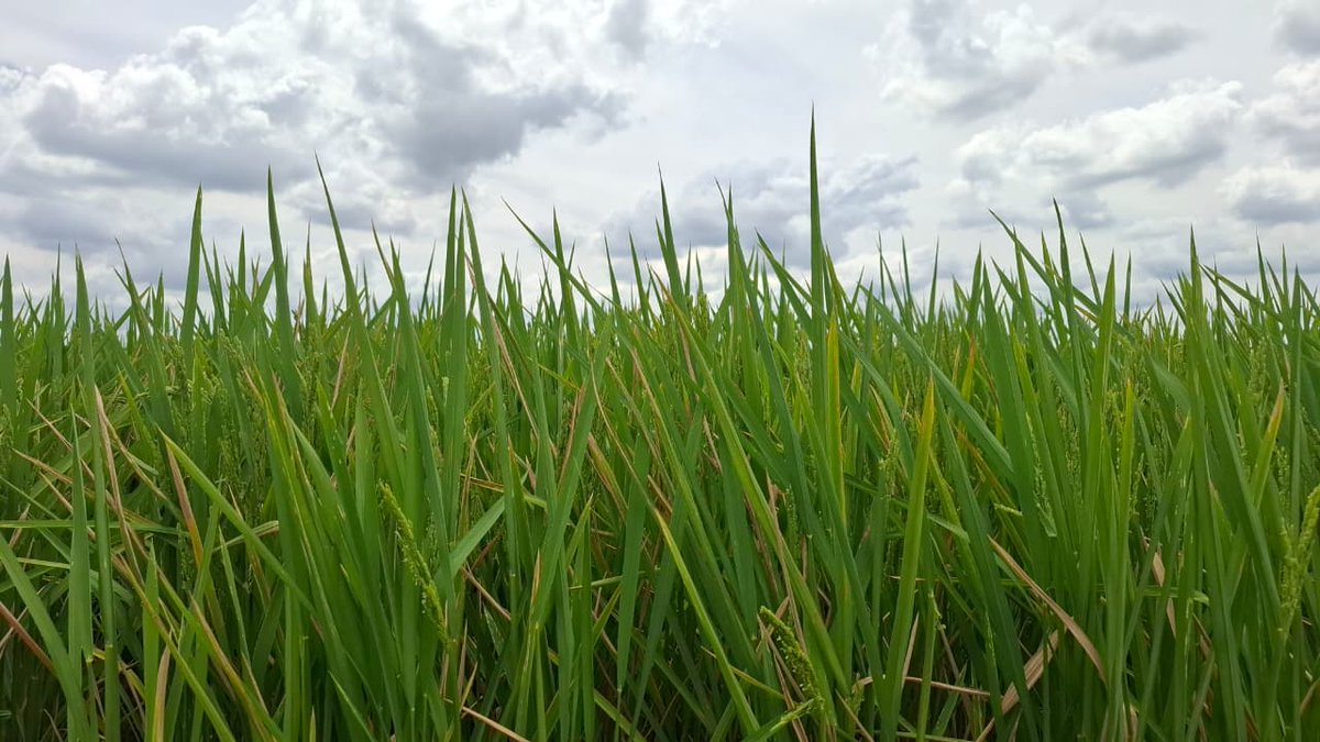 INTA Informa tweet media