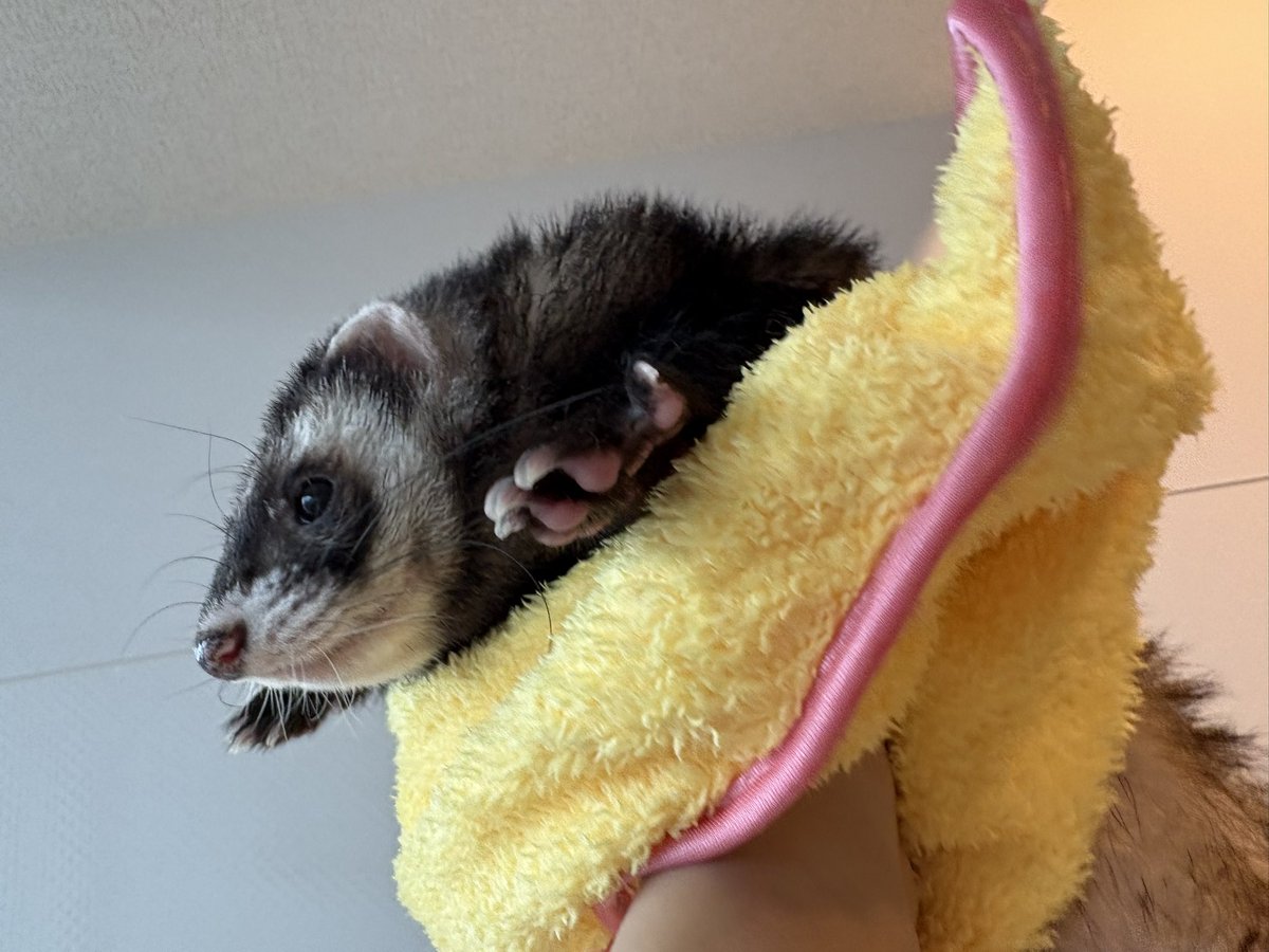 nonnonlabo Gさんとポンちゃんも拭いた便利タオル🤣✌️💕