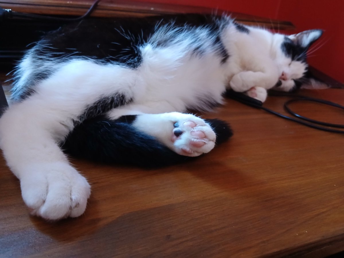 DDLomax's tweet photo. Not a distraction at all...
#tuxedokitty #writingcommunity #Wednesdayhump https://t.co/m4g9kZRWoE