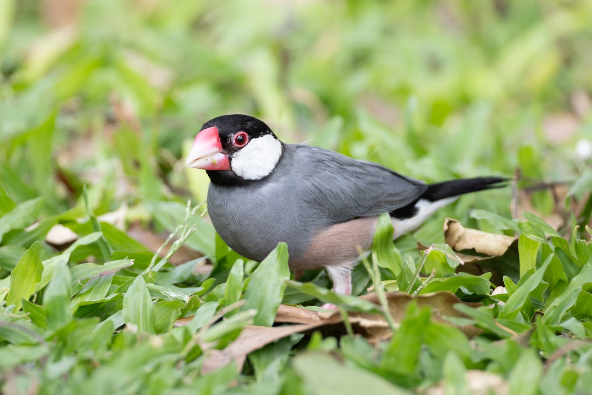 d6ms's tweet photo. #ハワイ探鳥 ①街中の小鳥たち
ハワイの公園にはかわいい小鳥たちがとても多く、なんと野生の文鳥もいる ただ大抵がアジアや北米からの移入種なのでやや複雑 https://t.co/1gRPVhCeB0