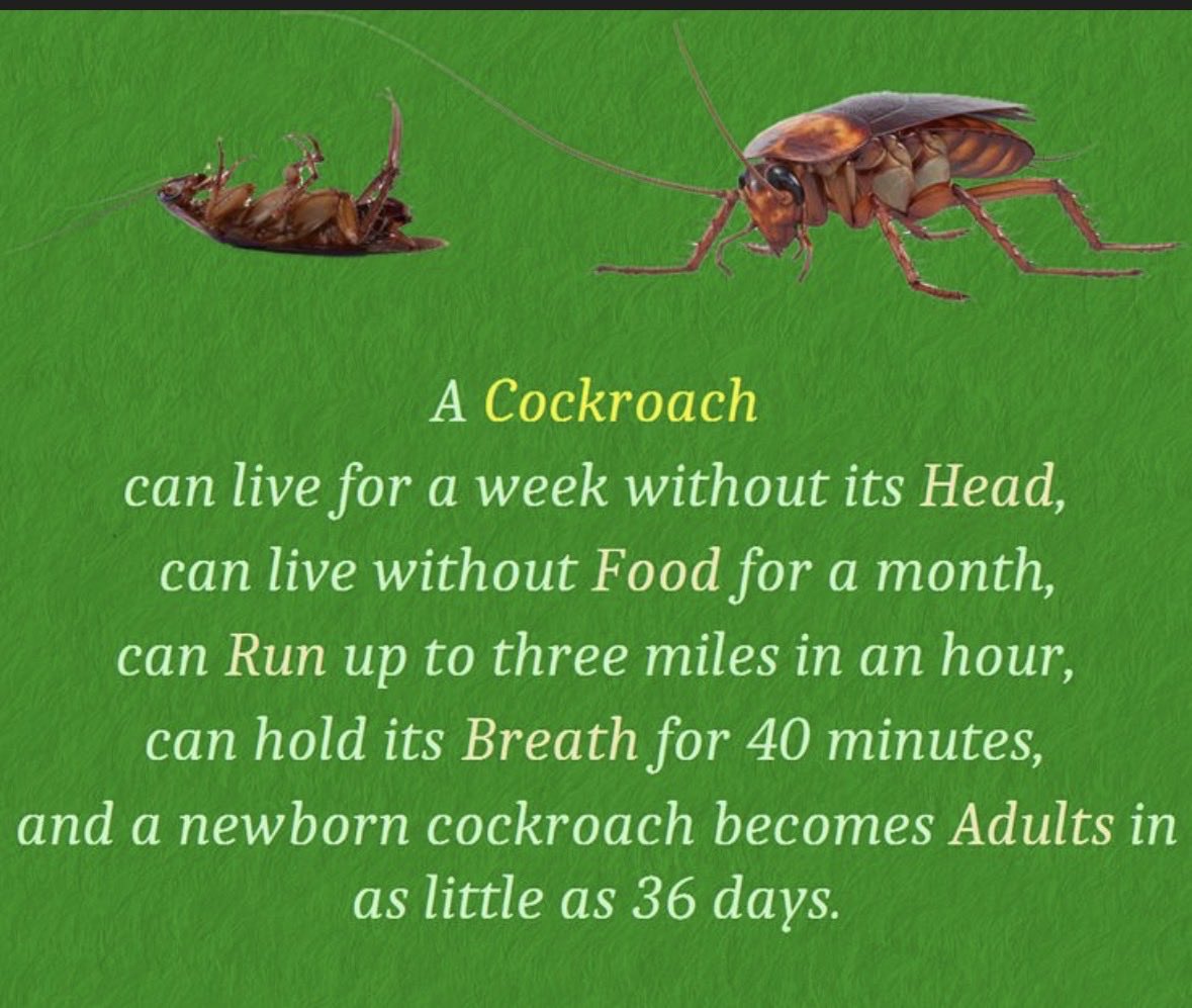Cockroach (@CockroachX10) / Posts / X