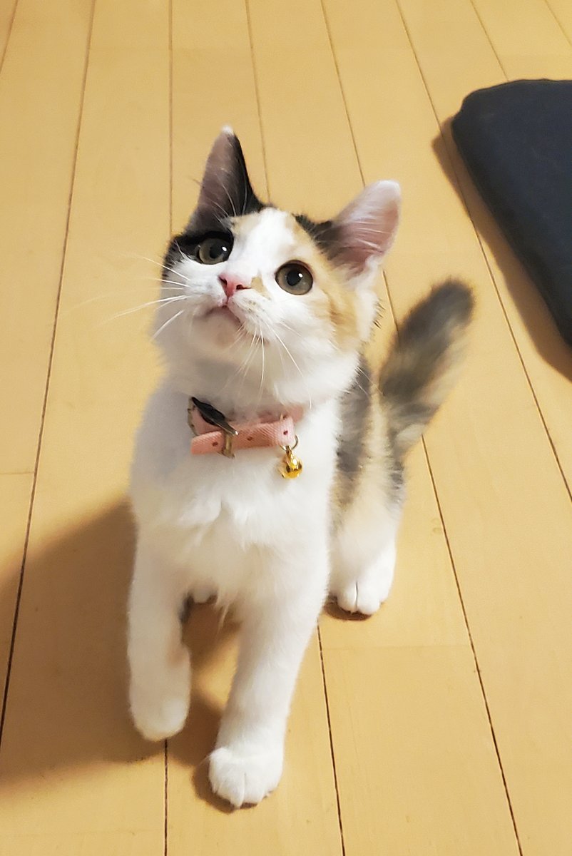 方原🌸刺繍屋かたはら tweet media