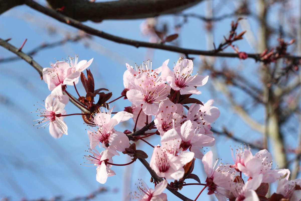 Barcham Trees tweet media