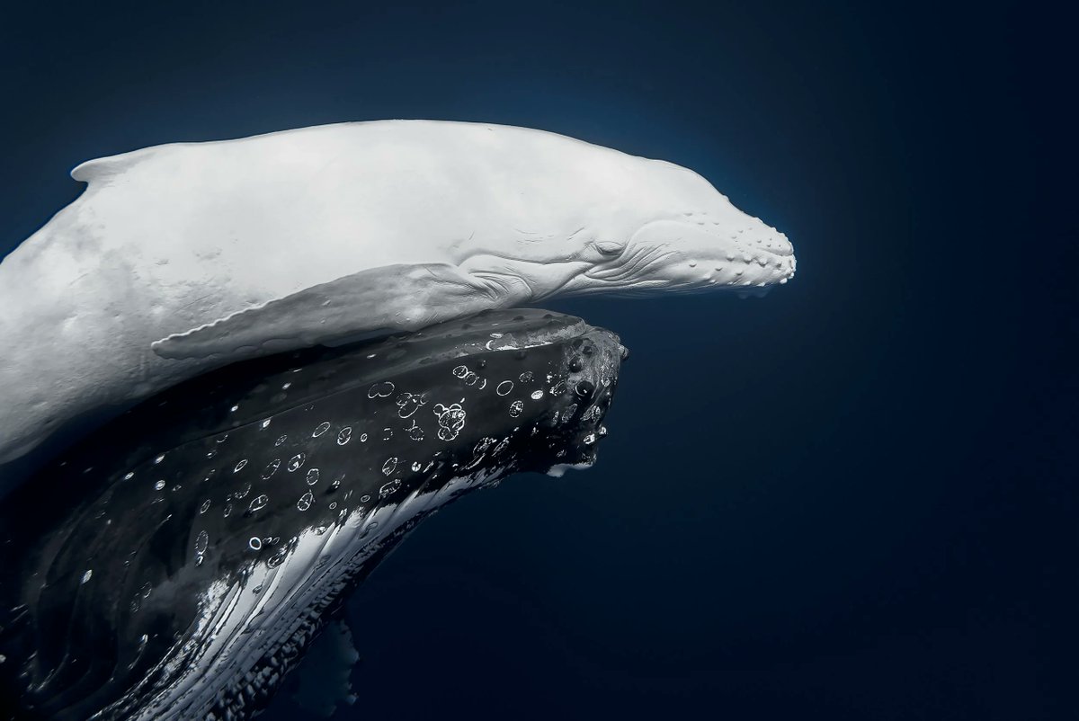manuelacasasoli's tweet image. A unique bond...

"Underwater Moon. This photograph that captures the unique bond between a rare white humpback whale (Megaptera novaeangliae) and her mother won the grand prize in the World Nature Photographer of the Year."
Photographer: Jono Allen.

#SciComm #Science